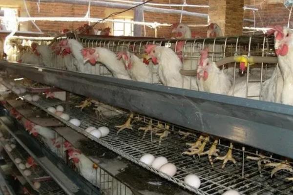 鸡一天不喂会饿死吗，附养殖方法