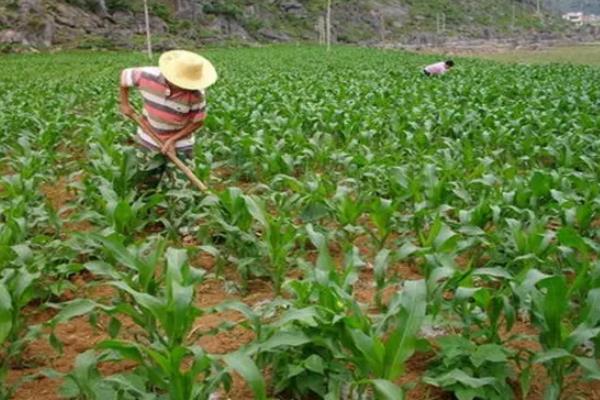 玉米一年可以种几次,附种植方法