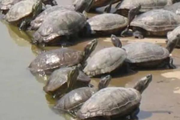 甲鱼为什么越大越贵,甲鱼的养殖方法