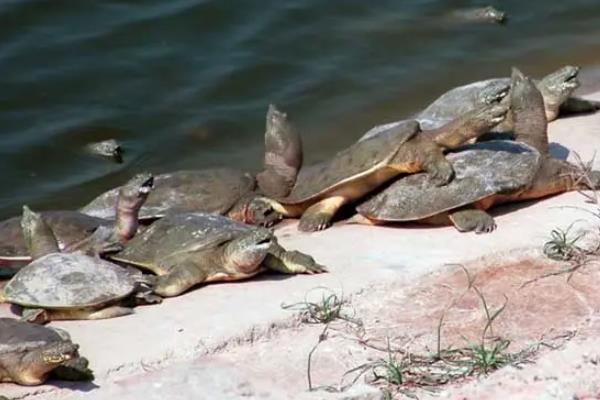 甲鱼为什么越大越贵,甲鱼的养殖方法