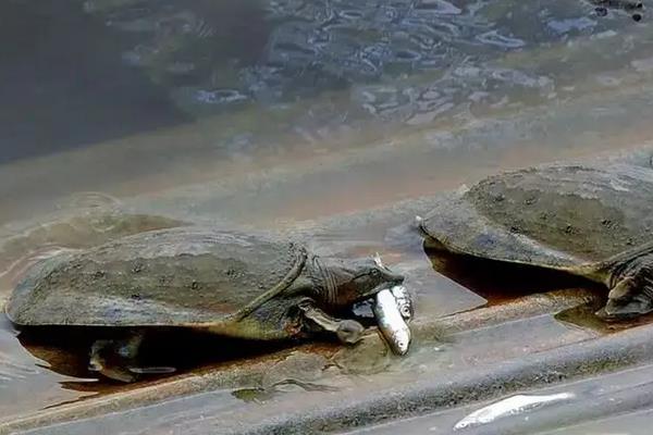 甲鱼为什么越大越贵,甲鱼的养殖方法