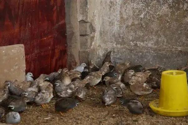 芦丁鸡出壳了保温要多少度，附养殖方法