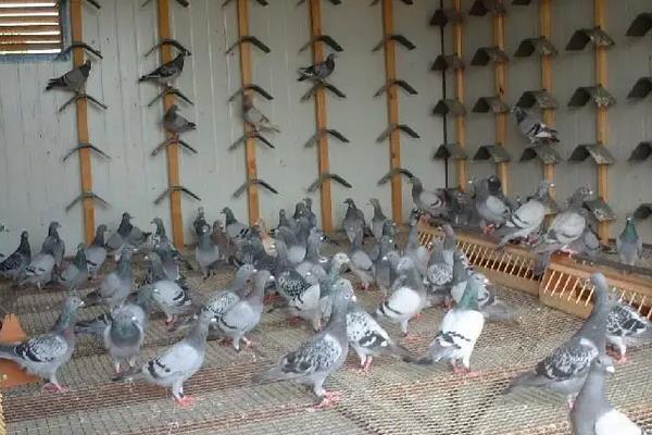 鸽子养殖技术，鸽子的寿命一般多长