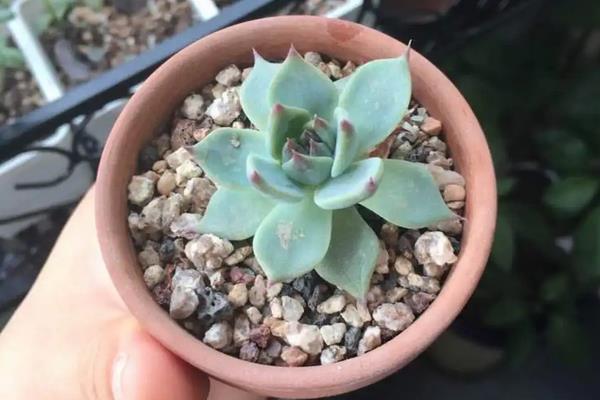 花生虫子了用什么方法能去掉,附种植方法