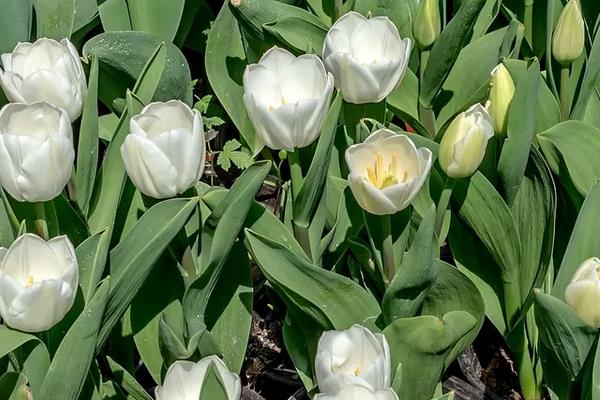 花生虫子了用什么方法能去掉,附种植方法