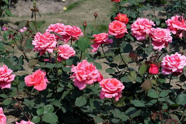 花生虫子了用什么方法能去掉,附种植方法