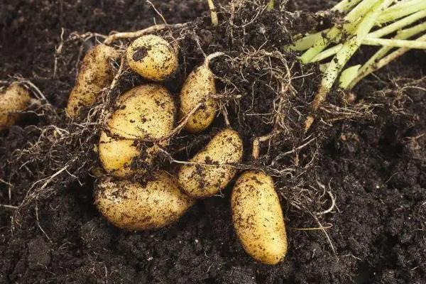 马铃薯生长条件,附种植方法