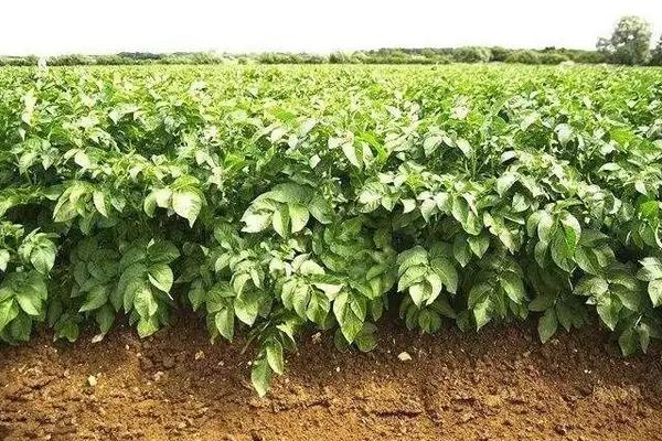 马铃薯生长条件,附种植方法