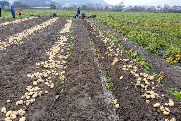 马铃薯生长条件,附种植方法