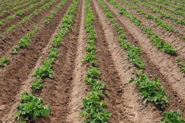 马铃薯生长条件,附种植方法
