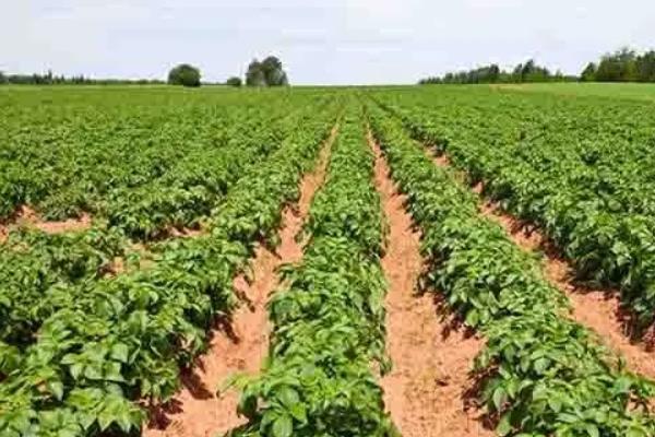 马铃薯生长条件,附种植方法