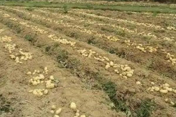 马铃薯生长条件,附种植方法