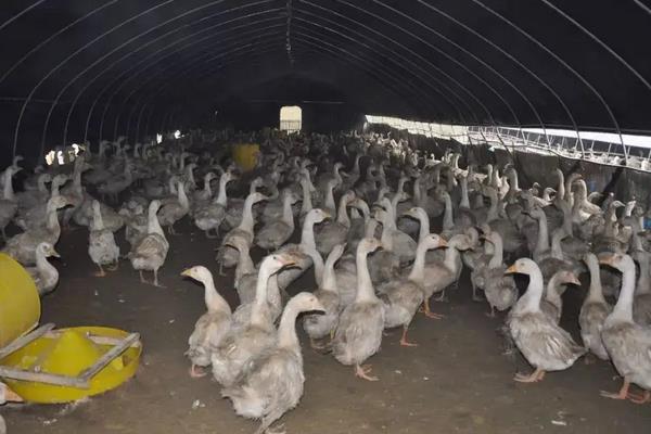 大鹅的祖先是天鹅还是大雁，附养殖方法