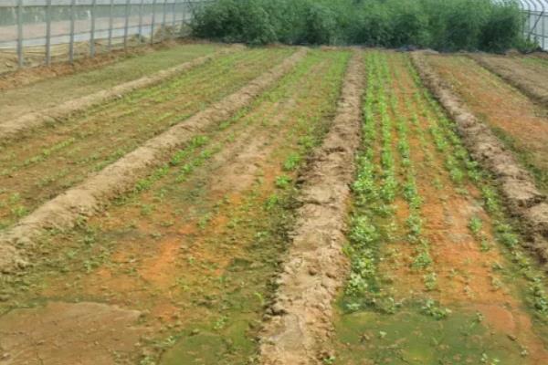 黄瓜的种植场地有什么要求，附种植方法