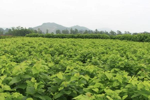 桑树苗一亩地多少颗,附种植方法