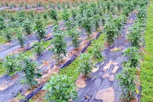 桑树苗一亩地多少颗,附种植方法