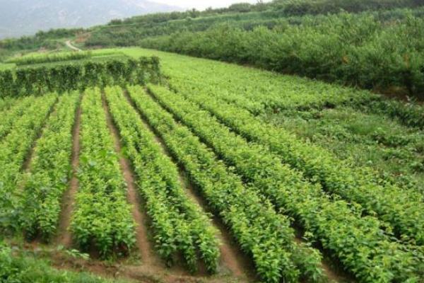 桑树苗一亩地多少颗,附种植方法