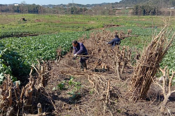 桑树苗一亩地多少颗,附种植方法