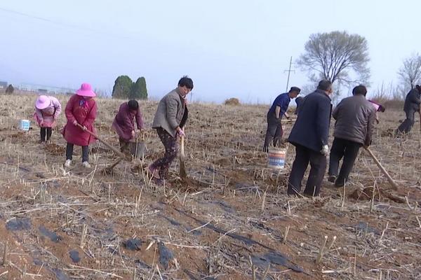 桑树苗一亩地多少颗,附种植方法