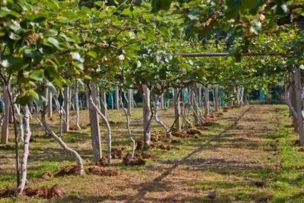 猕猴桃适合海拔多高的地方种植,猕猴桃的种植方法