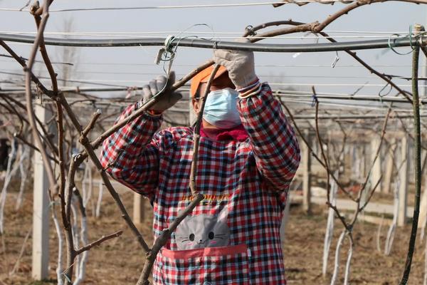 猕猴桃适合海拔多高的地方种植,猕猴桃的种植方法