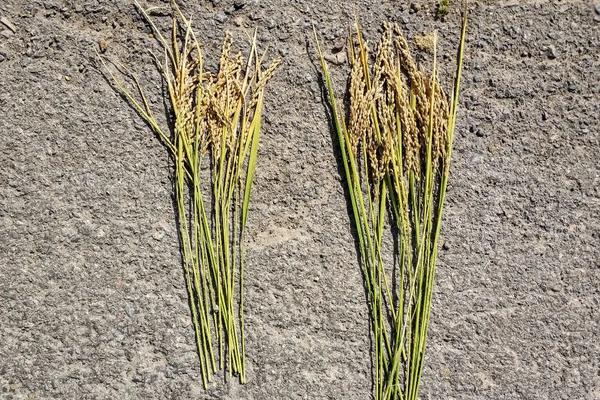 稻的茎有什么特点，附水稻的种植方法