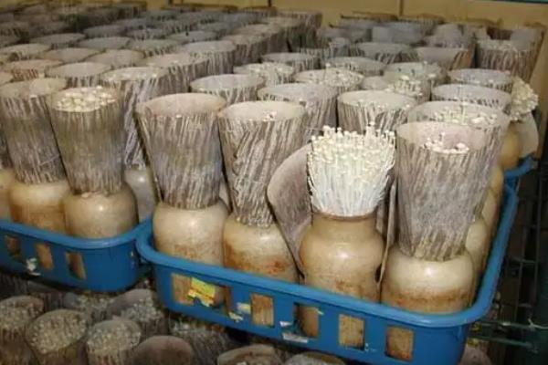 金针菇生长时如何控光,附种植方法