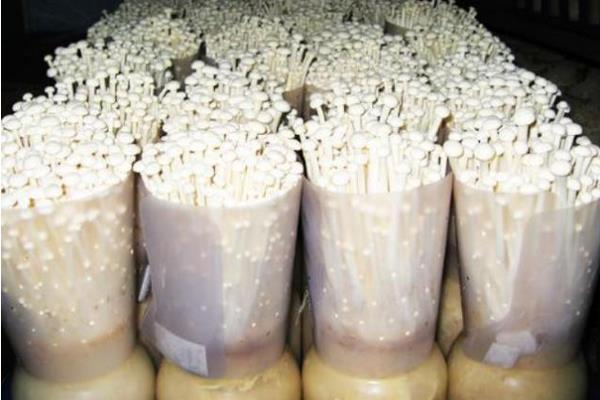 金针菇生长时如何控光,附种植方法