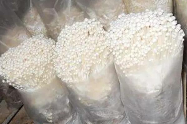 金针菇生长时如何控光,附种植方法