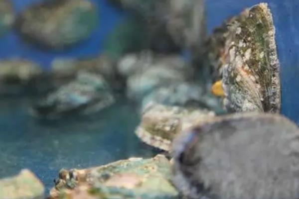 鲍鱼临时养几天怎么养，鲍鱼怎么清洗