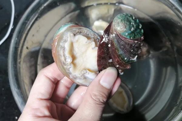 鲍鱼临时养几天怎么养，鲍鱼怎么清洗