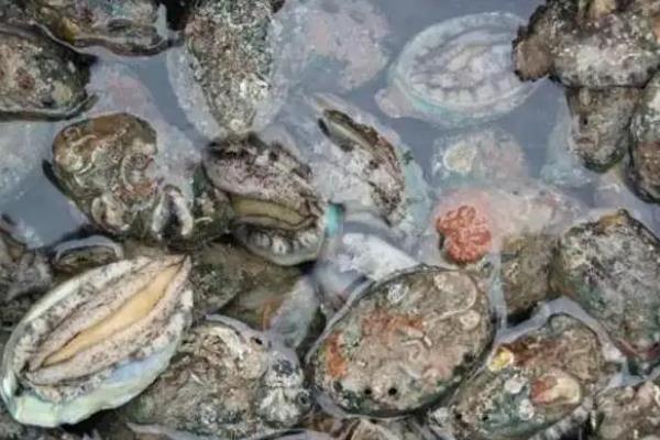 鲍鱼临时养几天怎么养，鲍鱼怎么清洗