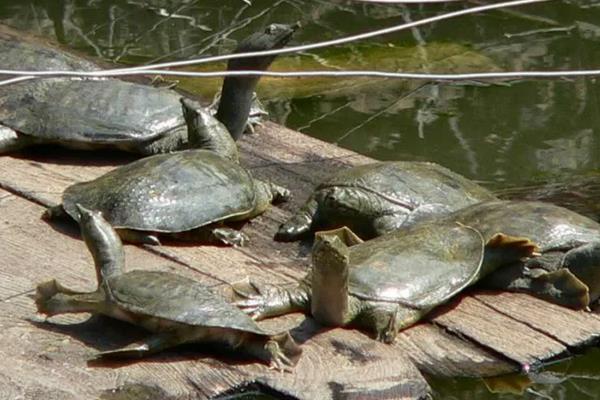 水鱼养殖方法与技术，水鱼是甲鱼吗