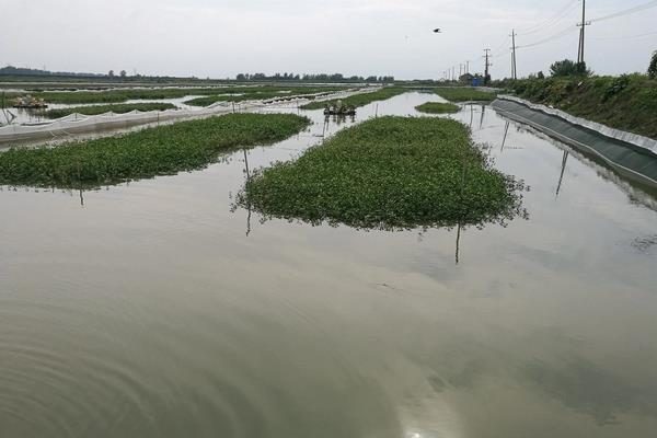 澳洲淡水小龙虾怎么养,是青色还是蓝色的