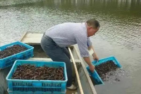 澳洲淡水小龙虾怎么养,是青色还是蓝色的