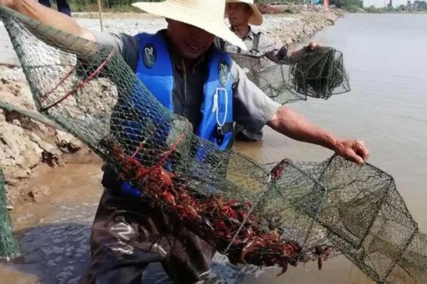 澳洲淡水小龙虾怎么养,是青色还是蓝色的