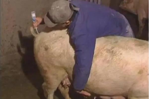 配种操作流程,配种后多久产猪仔