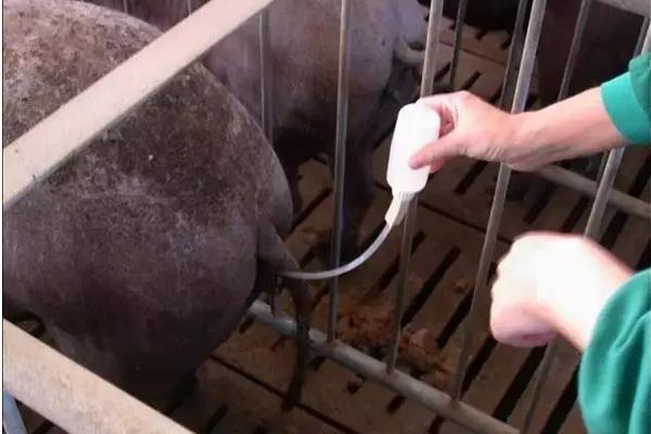 配种操作流程,配种后多久产猪仔