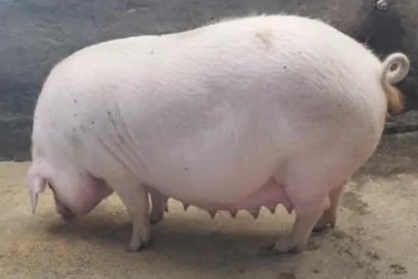 配种操作流程,配种后多久产猪仔