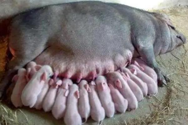 配种操作流程,配种后多久产猪仔