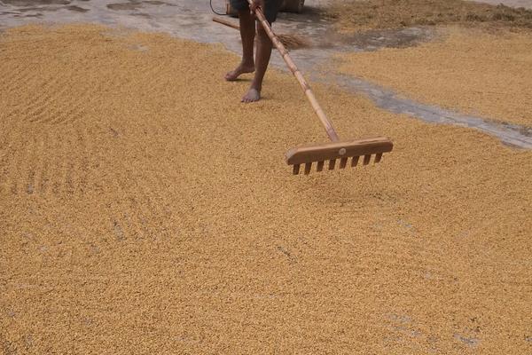 水稻亩产多少斤,附水稻的种植方法