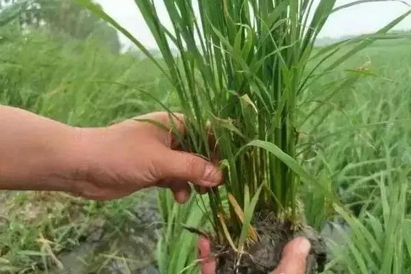 哪种元素对水稻有作用，附水稻的种植方法