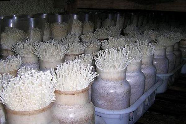 金针菇如何控光,附种植方法