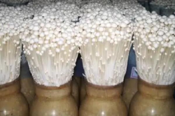 金针菇如何控光,附种植方法