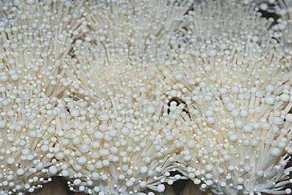 金针菇如何控光,附种植方法