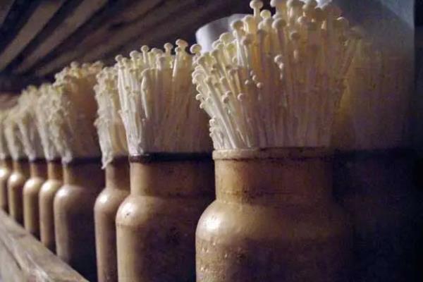 金针菇如何控光,附种植方法