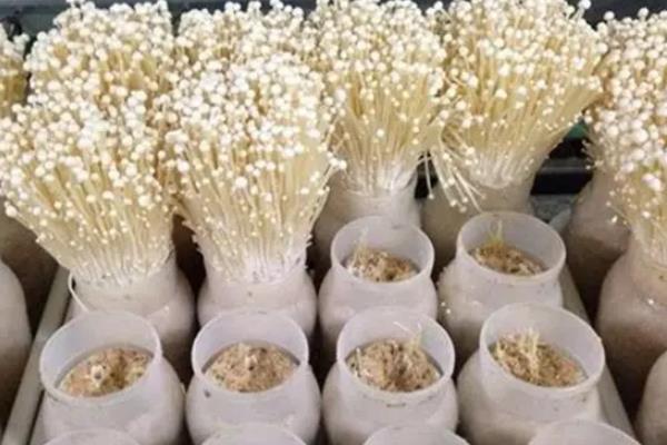 金针菇如何控光,附种植方法