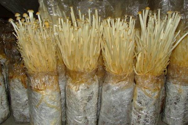 金针菇如何控光,附种植方法