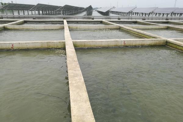 淡水银鳕鱼的养殖技术，适宜温度是多少