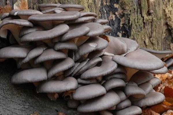 适合秋冬季接种的平菇类型,附种植方法